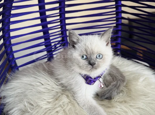 British Shorthair Bluepoint Yavrular görsel