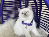 British Shorthair Bluepoint Yavrular