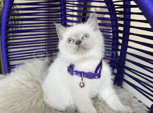 British Shorthair Bluepoint Yavrular görsel