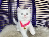 British Shorthair Beyaz Dişi Erkek Yavrular