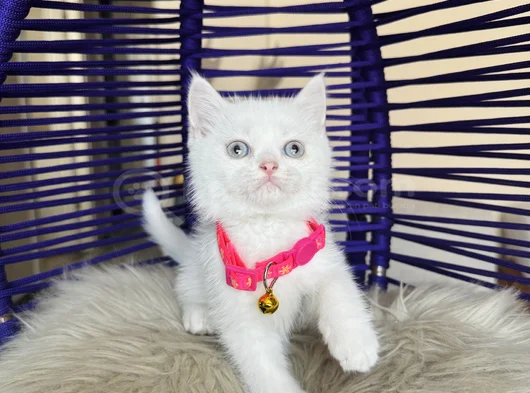 British Shorthair Beyaz Dişi Erkek Yavrular