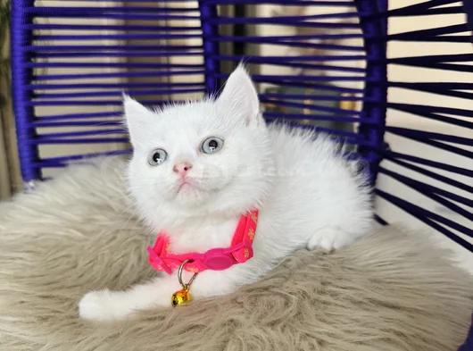 British Shorthair Beyaz Dişi Erkek Yavrular görsel