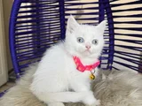 British Shorthair Beyaz Dişi Erkek Yavrular