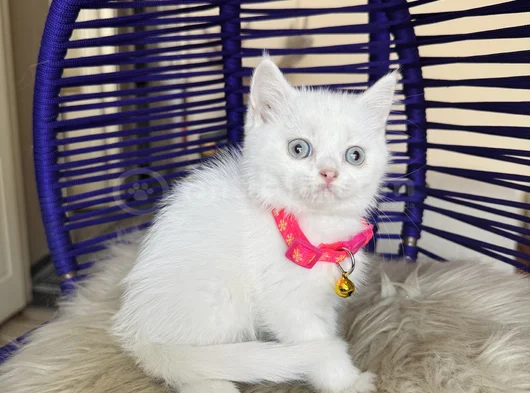 British Shorthair Beyaz Dişi Erkek Yavrular görsel