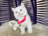 British Shorthair Beyaz Dişi Erkek Yavrular