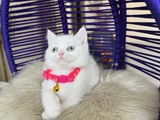 British Shorthair Beyaz Dişi Erkek Yavrular