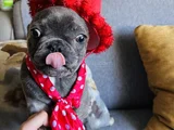 Mecburiyetten Sevimli French Buldog