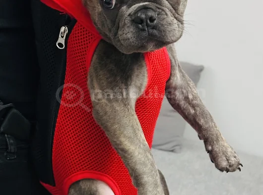 Mecburiyetten Sevimli French Buldog görsel