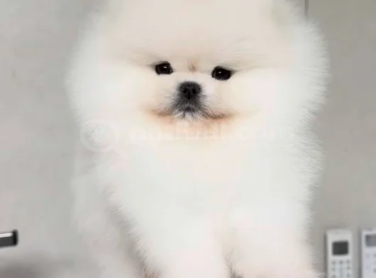 Irk Garantili Sevimli Pomeranian Boo Yavruları görsel