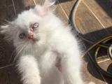 Orji̇nal Yavru 2 İran Kedi̇si̇