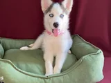 Sibirya Kurdu Husky Yavrularımız