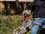 Safkan Irk Garantili Dalmaçyalı