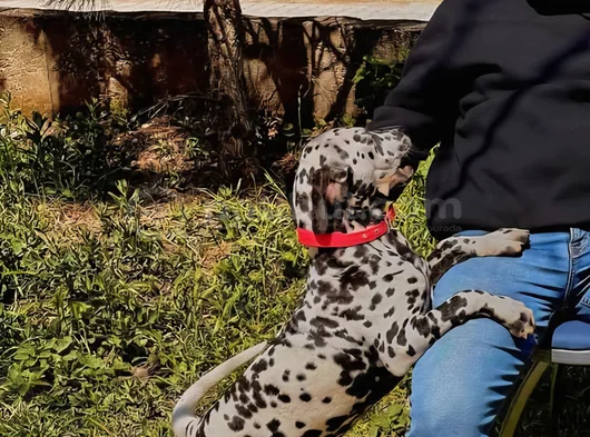 Safkan Irk Garantili Dalmaçyalı görsel
