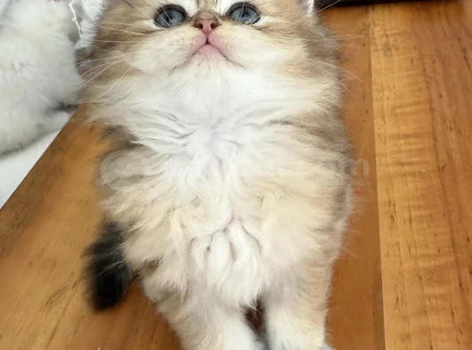 Anne Baba Şecereli̇ Golden Di̇şi̇ Erkek görsel