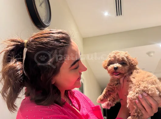 Xxsmal Micro Poodle Bebekler görsel
