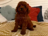 Özel Irk Hattina Sahi̇p Poodle Yavrulari