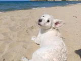 PAŞAYI sahiplendiriyorum