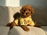 Toy Poodle