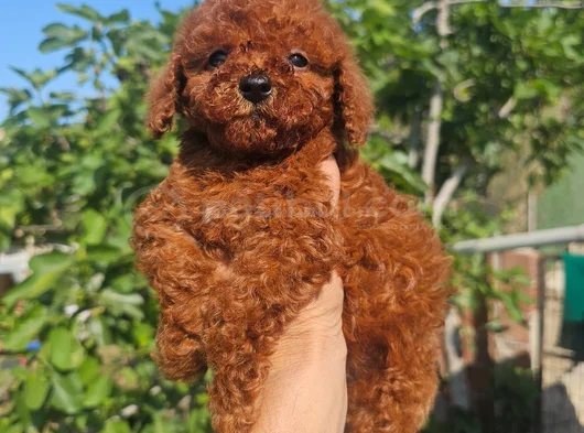 Toy Poodle Bebekleri̇mi̇z Hazir görsel