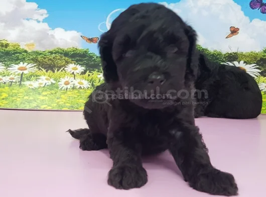 Siyahın En Güzel Hali Toy Poodle görsel