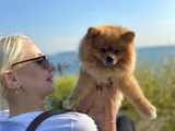 1 Yaşında Erkek Pomerian Boo