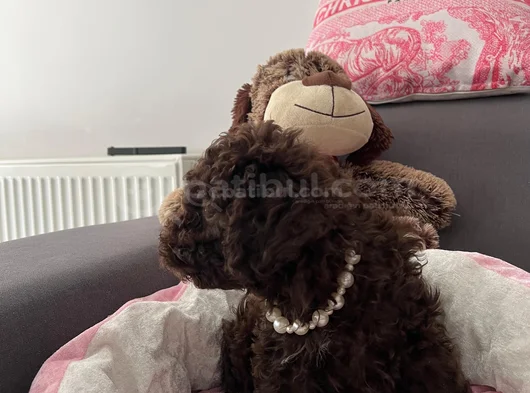 Mini Patiler görsel