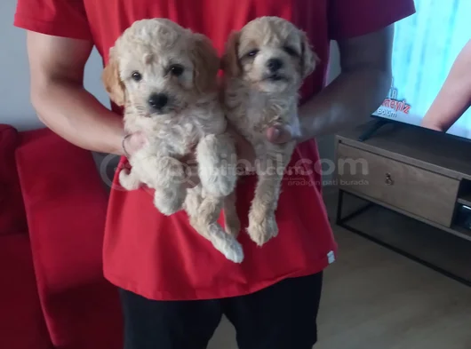 Ev Doğumu Maltipoo Yavrularımız görsel