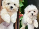 Kar Beyaz Maltese Yavrularimiz