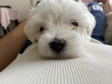 Tatlımı Tatlı Maltese Yavrusu