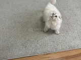 Scottish Fold Longhair Uygun