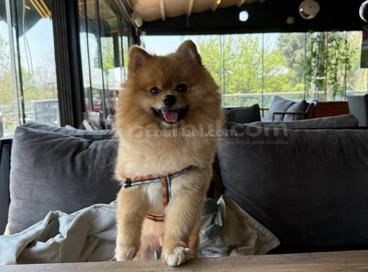 1 Yaşında Erkek Pomerian Boo görsel