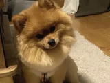 1 Yaşında Erkek Pomerian Boo