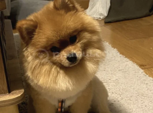 1 Yaşında Erkek Pomerian Boo görsel