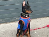 Doberman Yavrular Mevcut