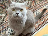 British Shorthair Kızımız Lila Için Ücretsiz Yuva Arıyoruz