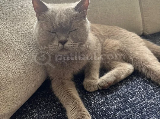 British Shorthair Kızımız Lila Için Ücretsiz Yuva Arıyoruz görsel
