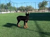 Doberman Yavrular Mevcut