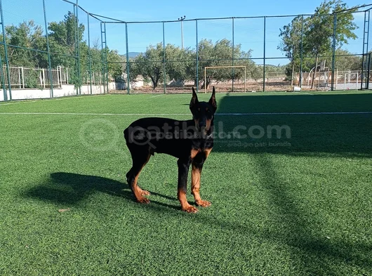 Doberman Yavrular Mevcut görsel