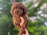 Orjinal toy poodle yavrular