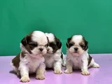 Shi̇htzu Yavrular Irkinin En Güzeli̇