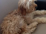 Aşıları Bitmiş Maltipoo