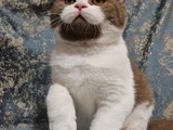 Cinnamon Bicolor British Shorthair Yavru Dişi Erkek