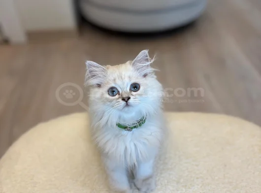 British Longhair 2 Buçuk Aylık