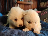 Burkem Çiftliğimizden Kar Topu Samoyed Yavrular