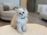 British Longhair 2 Buçuk Aylık