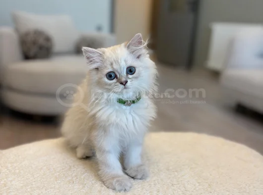 British Longhair 2 Buçuk Aylık görsel