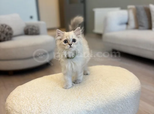 British Longhair 2 Buçuk Aylık görsel