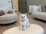 British Longhair 2 Buçuk Aylık