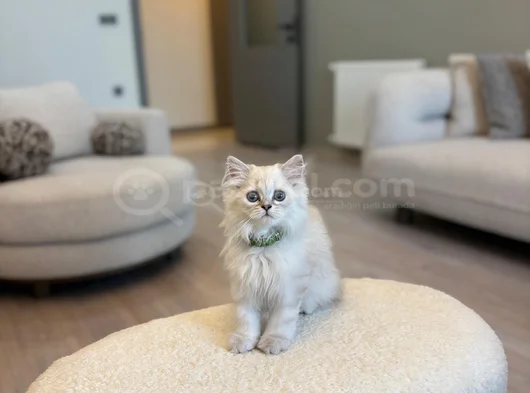 British Longhair 2 Buçuk Aylık görsel