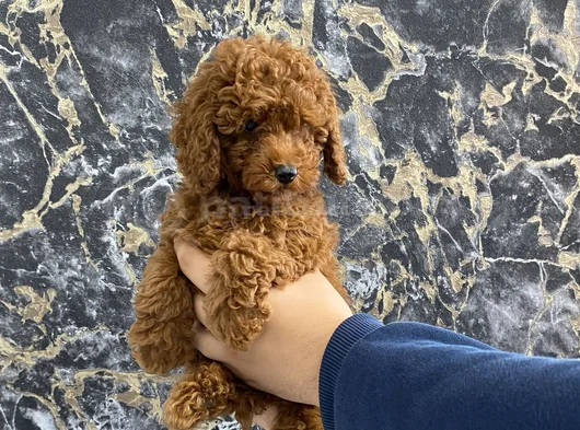 Kıvırcık Poodle Bebeğim Wc Eğitimli Ve Aşılıdır görsel